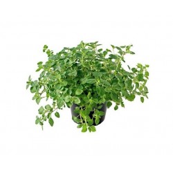 Ρίγανη η Κοινή (Origanum vulgare)  Αρωματικός - Φαρμακευτικός Θάμνος | kipogeorgiki.live
