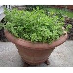 Greek Oregano (Origanum vulgare) Herb Greek Oregano (Origanum vulgare) Herb | kipogeorgiki.live