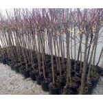 Αμυγδαλιές Δέντρα (Prunus dulcis) | kipogeorgiki.live