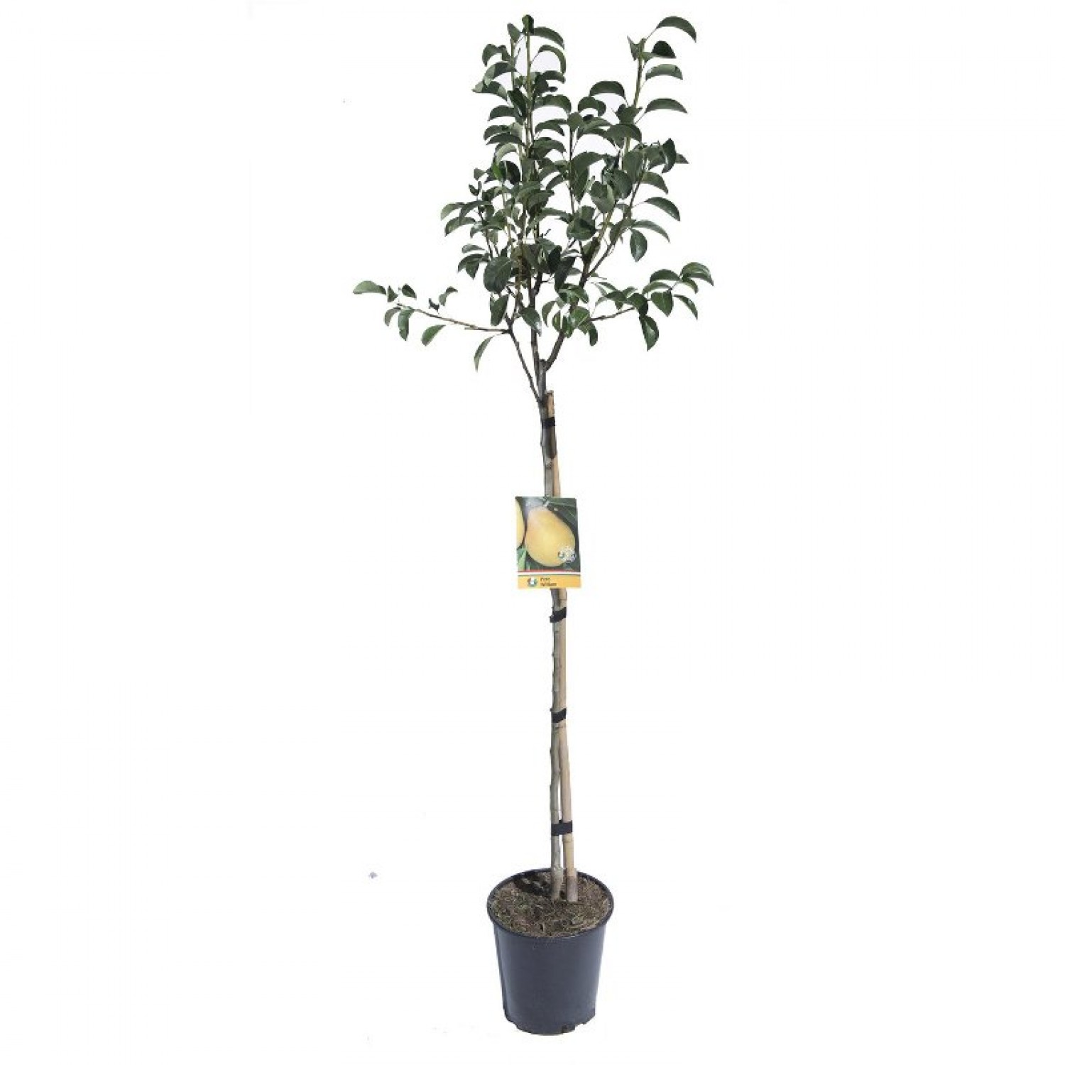 Pears Tree (Pyrus communis) Pears Tree (Pyrus communis) | kipogeorgiki.live