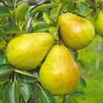 Pears Tree (Pyrus communis) Pears Tree (Pyrus communis) | kipogeorgiki.live