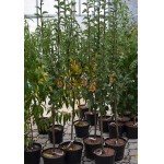 Pears Tree (Pyrus communis) Pears Tree (Pyrus communis) | kipogeorgiki.live