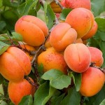 Βερικοκιά Δέντρο (Prunus armeniaca) | kipogeorgiki.live
