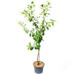 Δαμασκηνιά Δέντρο (Prunus domestica) | kipogeorgiki.live