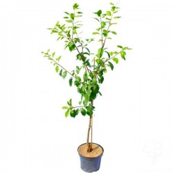 Δαμασκηνιά Δέντρο (Prunus domestica) | kipogeorgiki.live