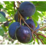 Δαμασκηνιά Δέντρο (Prunus domestica) | kipogeorgiki.live