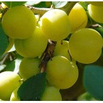Δαμασκηνιά Δέντρο (Prunus domestica) | kipogeorgiki.live