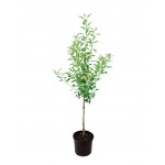 Apple Tree (Malus Communis) | kipogeorgiki.live Apple Tree (Malus Communis) - Pome Fruit Trees