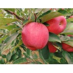 Apple Tree (Malus Communis) | kipogeorgiki.live Apple Tree (Malus Communis) - Pome Fruit Trees