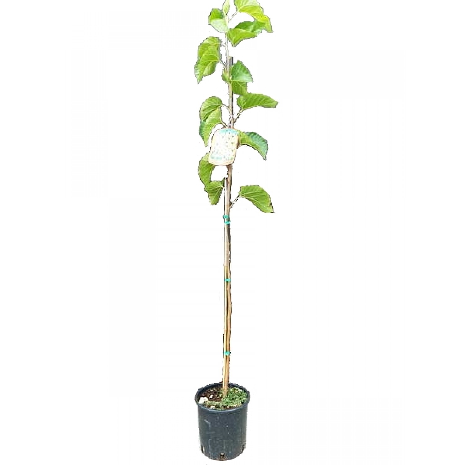 White Mulberry Tree (Morus alba) White Mulberry Tree (Morus alba) | Deciduous Shade Trees