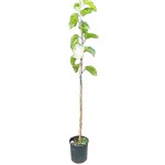 White Mulberry Tree (Morus alba) White Mulberry Tree (Morus alba) | Deciduous Shade Trees