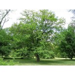 White Mulberry Tree (Morus alba) White Mulberry Tree (Morus alba) | Deciduous Shade Trees