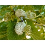 White Mulberry Tree (Morus alba) White Mulberry Tree (Morus alba) | Deciduous Shade Trees