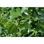 White Mulberry Tree (Morus alba) White Mulberry Tree (Morus alba) | Deciduous Shade Trees