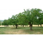 White Mulberry Tree (Morus alba) White Mulberry Tree (Morus alba) | Deciduous Shade Trees