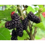 Μουριά Καρποφόρα Δέντρο - Μαύρα Μούρα (Morus nigra) Μουριά Καρποφόρα Δέντρο - Μαύρα Μούρα (Morus nigra) | kipogeorgiki.live