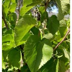 Μουριά Καρποφόρα Δέντρο - Μαύρα Μούρα (Morus nigra) Μουριά Καρποφόρα Δέντρο - Μαύρα Μούρα (Morus nigra) | kipogeorgiki.live