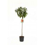 Nectarine Tree (Prunus persica Nectarina) | kipogeorgiki.live