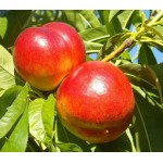 Nectarine Tree (Prunus persica Nectarina) | kipogeorgiki.live