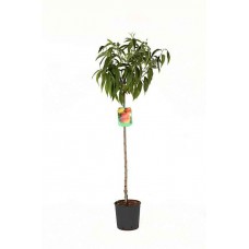 Ροδακινιά Δέντρο (Prunus persica) - Ροδακινιές Καρποφόρα Δέντρα
