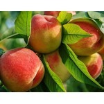 Peach Tree (Prunus persica) | kipogeorgiki.live