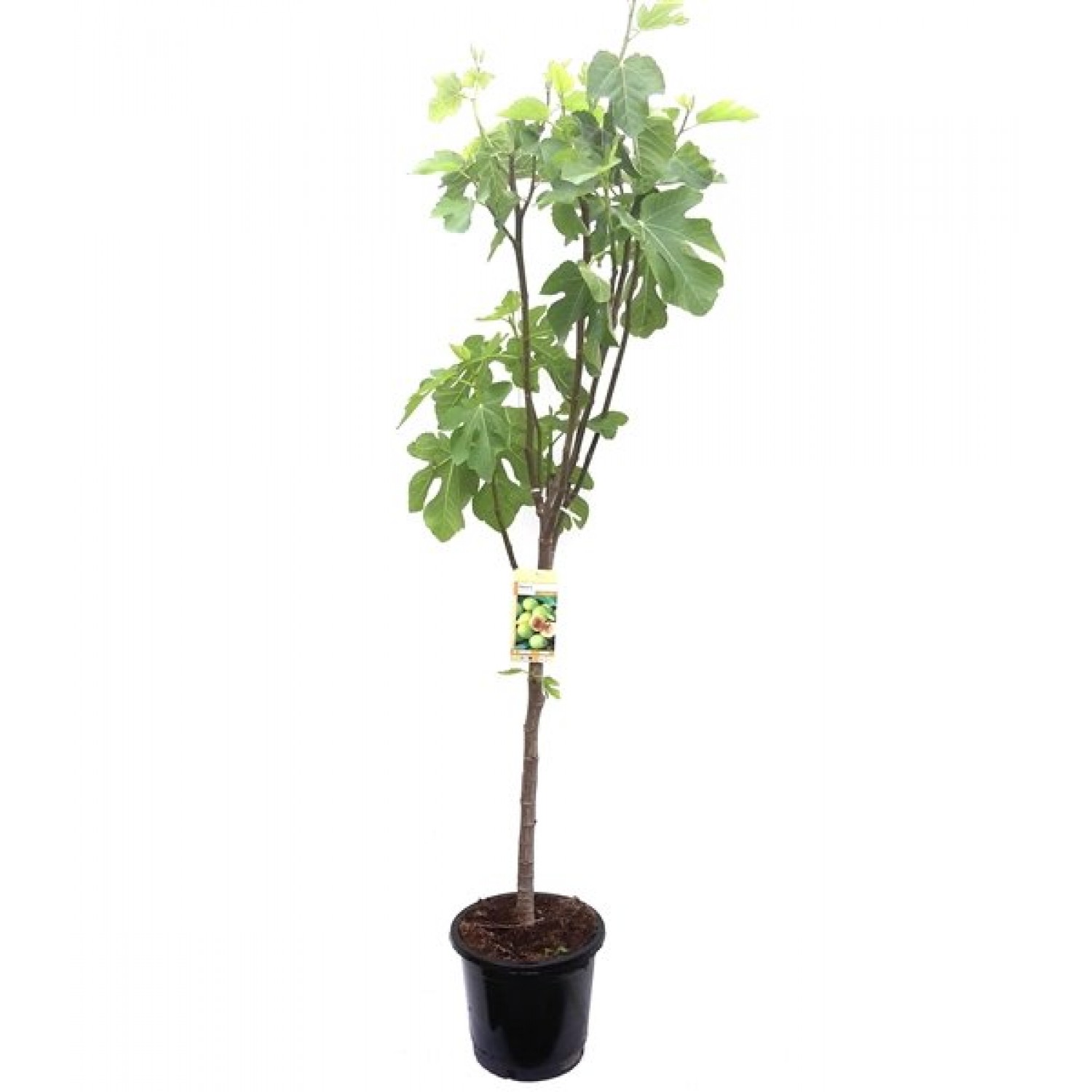 Common Fig Tree (Ficus carica)   | kipogeorgiki.live