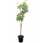Common Fig Tree (Ficus carica)   | kipogeorgiki.live