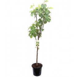Συκιά Δέντρο (Ficus carica) |kipogeorgiki.live