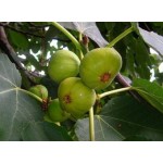 Common Fig Tree (Ficus carica)   | kipogeorgiki.live