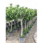 Common Fig Tree (Ficus carica)   | kipogeorgiki.live