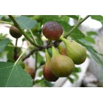 Common Fig Tree (Ficus carica)   | kipogeorgiki.live