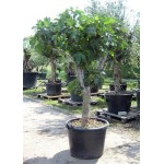 Common Fig Tree (Ficus carica)   | kipogeorgiki.live