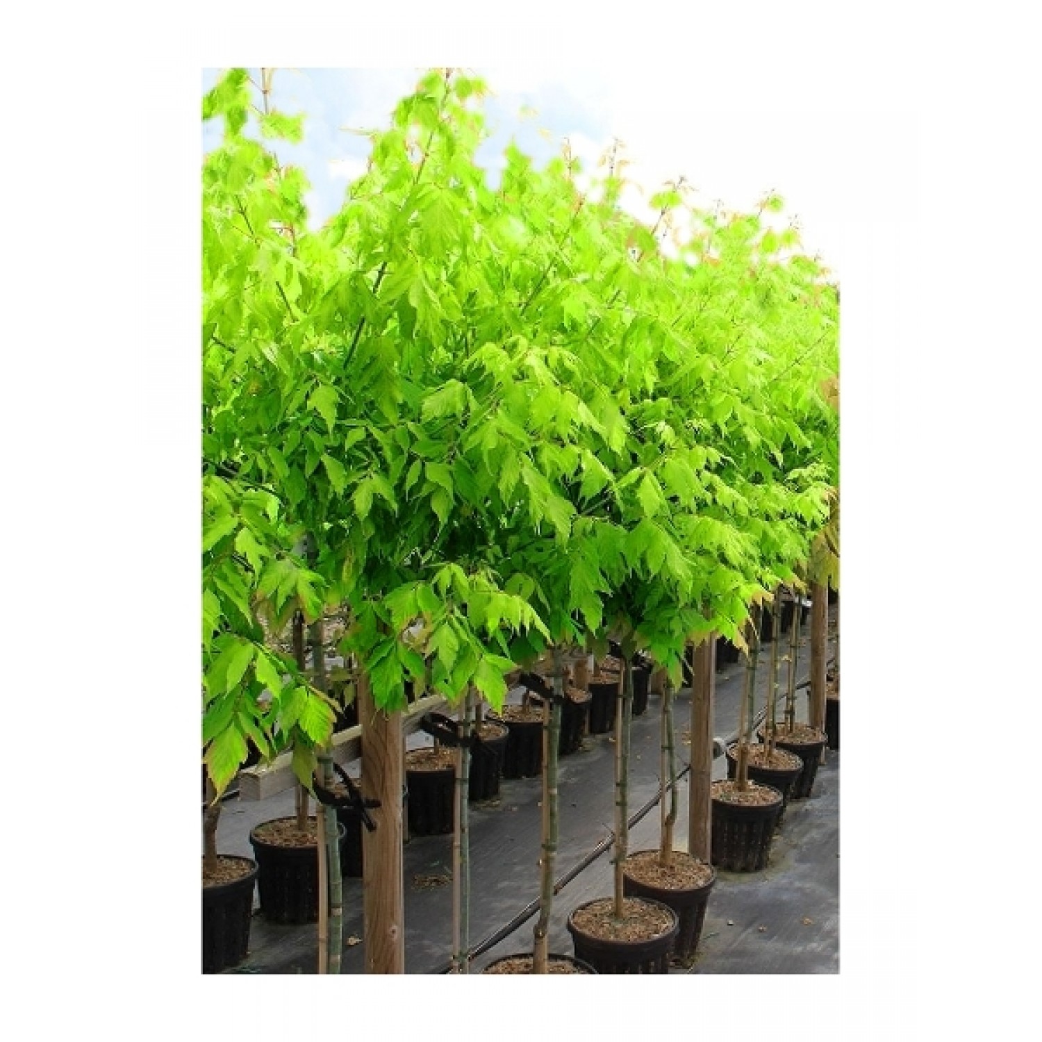 Box Elder Tree (Acer negundo) Box Elder Tree (Acer negundo) | kipogeorgiki.live