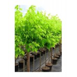 Box Elder Tree (Acer negundo) Box Elder Tree (Acer negundo) | kipogeorgiki.live