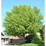 Box Elder Tree (Acer negundo) Box Elder Tree (Acer negundo) | kipogeorgiki.live