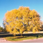 Box Elder Tree (Acer negundo) Box Elder Tree (Acer negundo) | kipogeorgiki.live