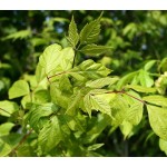 Box Elder Tree (Acer negundo) Box Elder Tree (Acer negundo) | kipogeorgiki.live