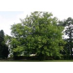 Box Elder Tree (Acer negundo) Box Elder Tree (Acer negundo) | kipogeorgiki.live