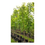 Σφένδαμος ο Πλατανοειδής Δέντρο (Acer platanoides) Σφένδαμος ο Πλατανοειδής Δέντρο (Acer platanoides)