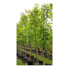 Σφένδαμος ο Πλατανοειδής Δέντρο (Acer platanoides)