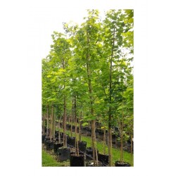 Σφένδαμος ο Πλατανοειδής Δέντρο (Acer platanoides)