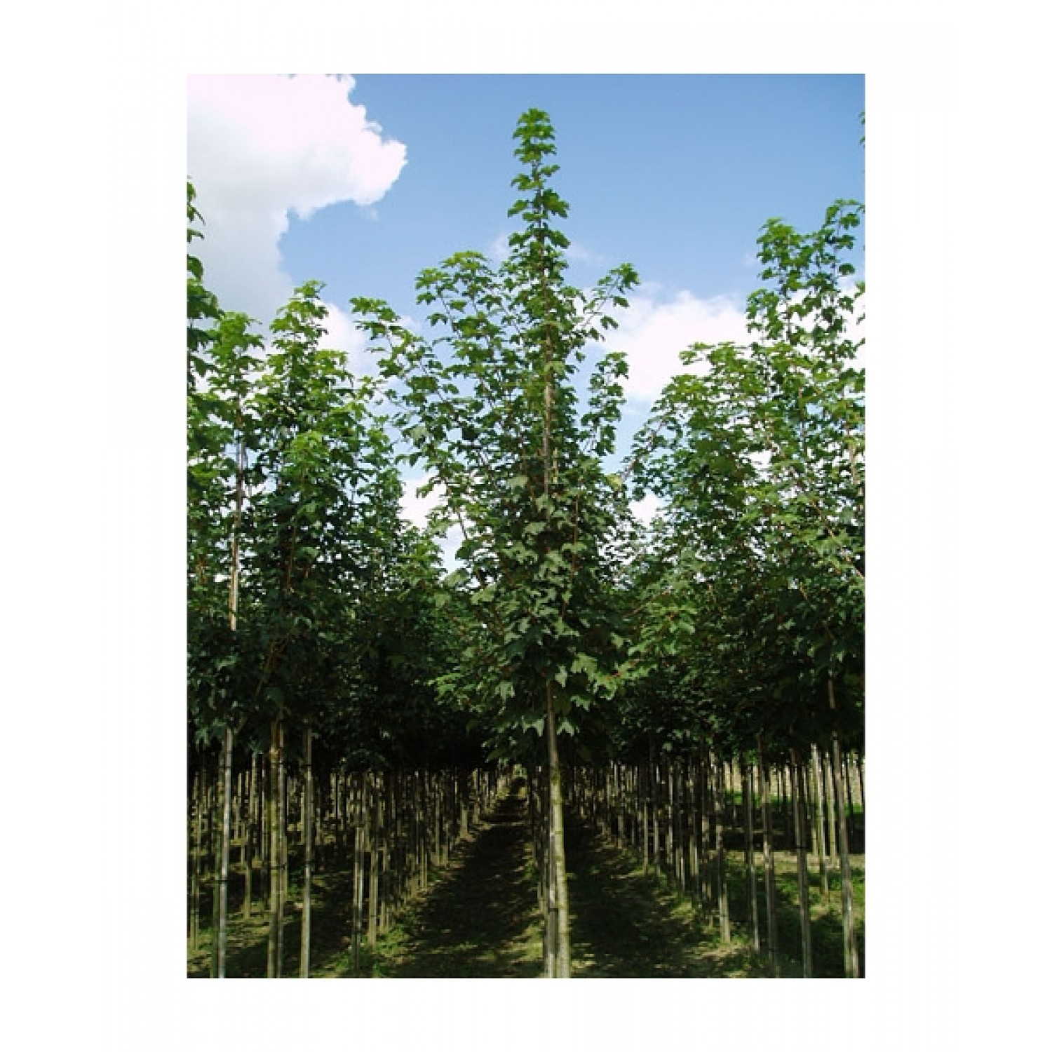 Σφένδαμος ο Ψευδοπλάτανος Δέντρο (Acer pseudoplatanus) Σφένδαμος Ψευδοπλάτανος Δέντρο (Acer pseudoplatanus) | Φυτά