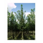 Σφένδαμος ο Ψευδοπλάτανος Δέντρο (Acer pseudoplatanus) Σφένδαμος Ψευδοπλάτανος Δέντρο (Acer pseudoplatanus) | Φυτά