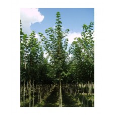 Σφένδαμος Ψευδοπλάτανος Δέντρο (Acer pseudoplatanus) | Φυτά