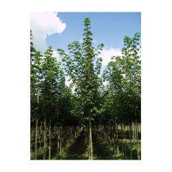 Σφένδαμος Ψευδοπλάτανος Δέντρο (Acer pseudoplatanus) | Φυτά