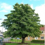 Σφένδαμος ο Ψευδοπλάτανος Δέντρο (Acer pseudoplatanus) Σφένδαμος Ψευδοπλάτανος Δέντρο (Acer pseudoplatanus) | Φυτά