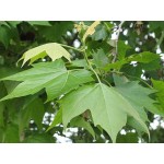Σφένδαμος ο Ψευδοπλάτανος Δέντρο (Acer pseudoplatanus) Σφένδαμος Ψευδοπλάτανος Δέντρο (Acer pseudoplatanus) | Φυτά