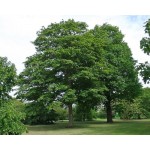 Σφένδαμος ο Ψευδοπλάτανος Δέντρο (Acer pseudoplatanus) Σφένδαμος Ψευδοπλάτανος Δέντρο (Acer pseudoplatanus) | Φυτά