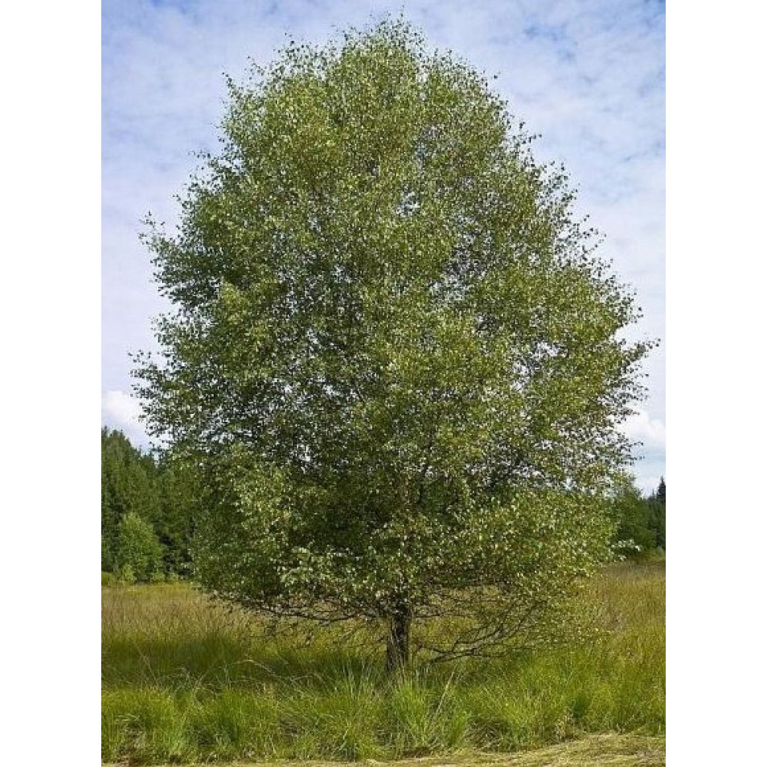 Σημύδα Δέντρο (Betula pubescens) | kipogeorgiki.live