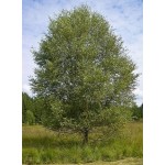 Σημύδα Δέντρο (Betula pubescens) | kipogeorgiki.live